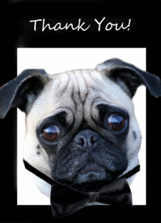 thank you pug thank you pug