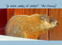 Keywords: Groundhog, Length, Fur, Eye, Ears, Six more weeks, Who knows, Shadow, SMBaumgardner